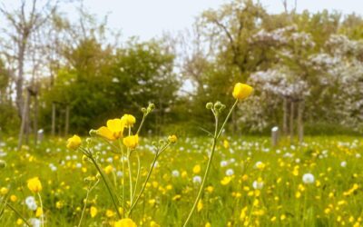 Stiltewandeling in het voorjaar