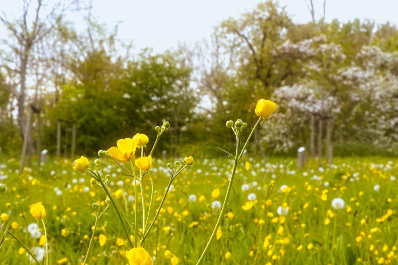 Stiltewandeling in het voorjaar